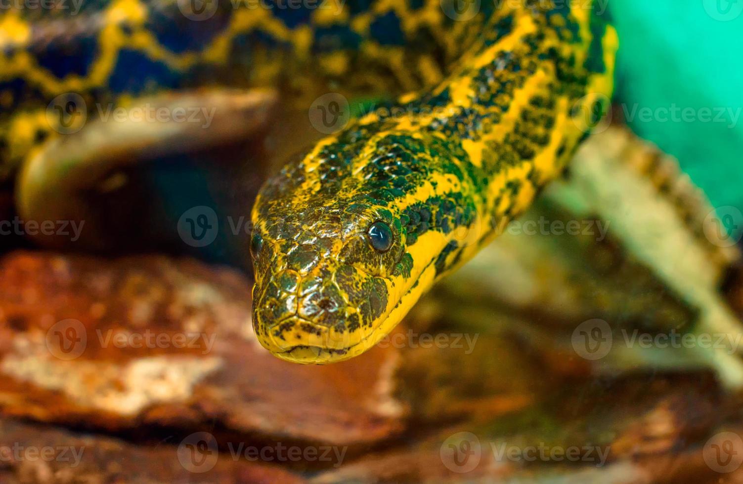 gros plan, de, a, serpent anaconda jaune photo