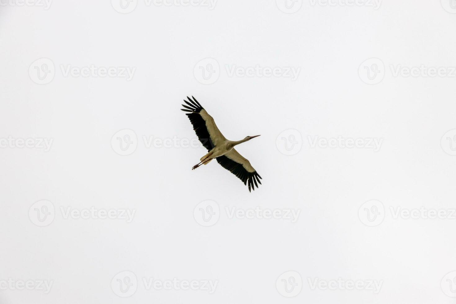 cigogne oiseau en volant contre le toile de fond de une nuageux ciel photo