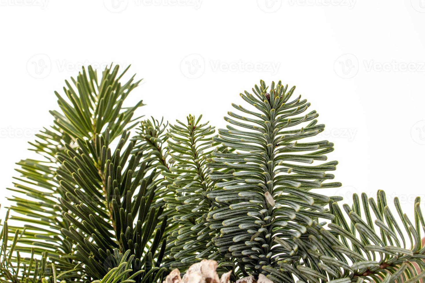 vert Naturel pin branches de une Noël arbre sur une blanc Contexte fermer photo