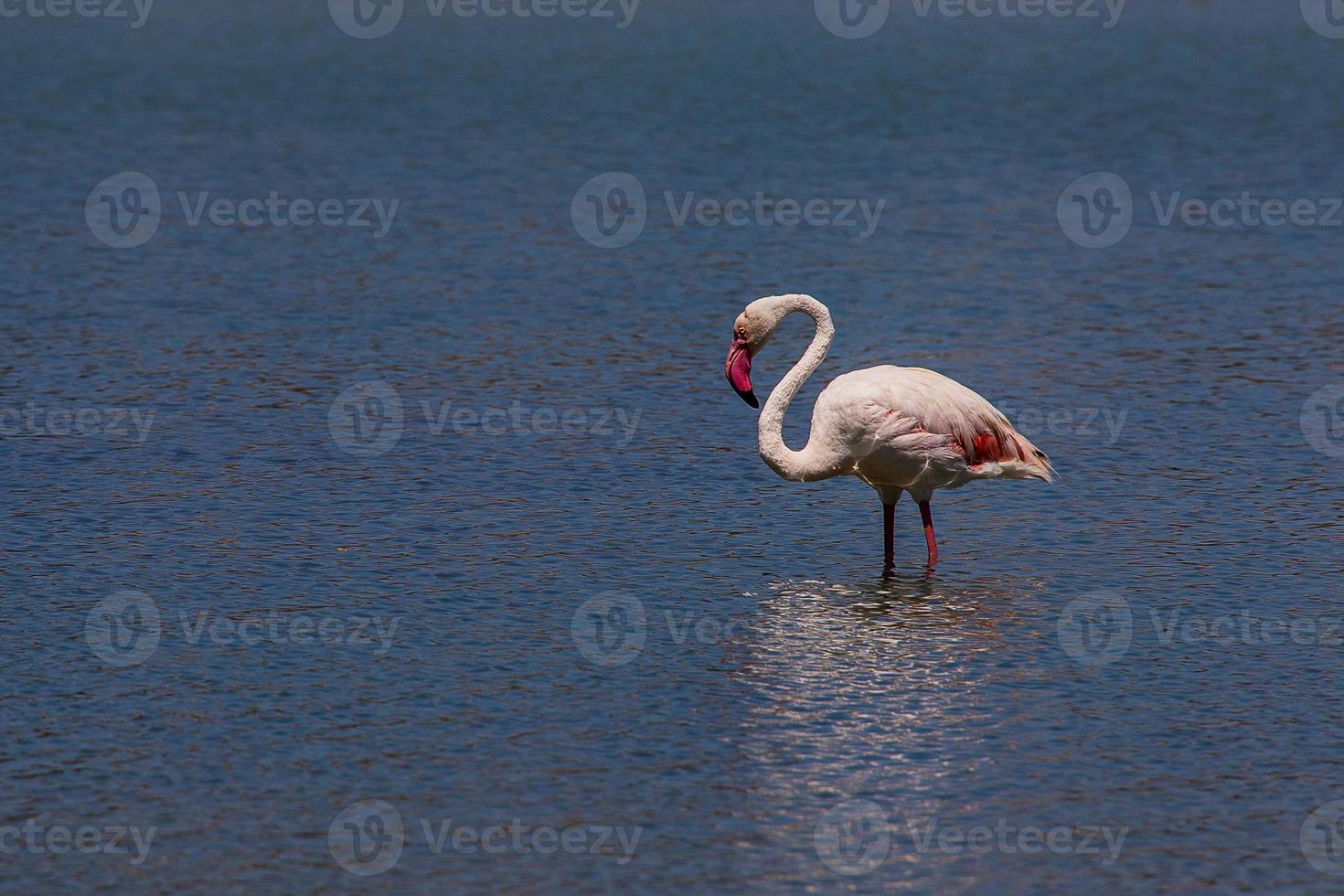 oiseau blanc-rose flamant sur une salé bleu Lac dans calpe Espagne photo