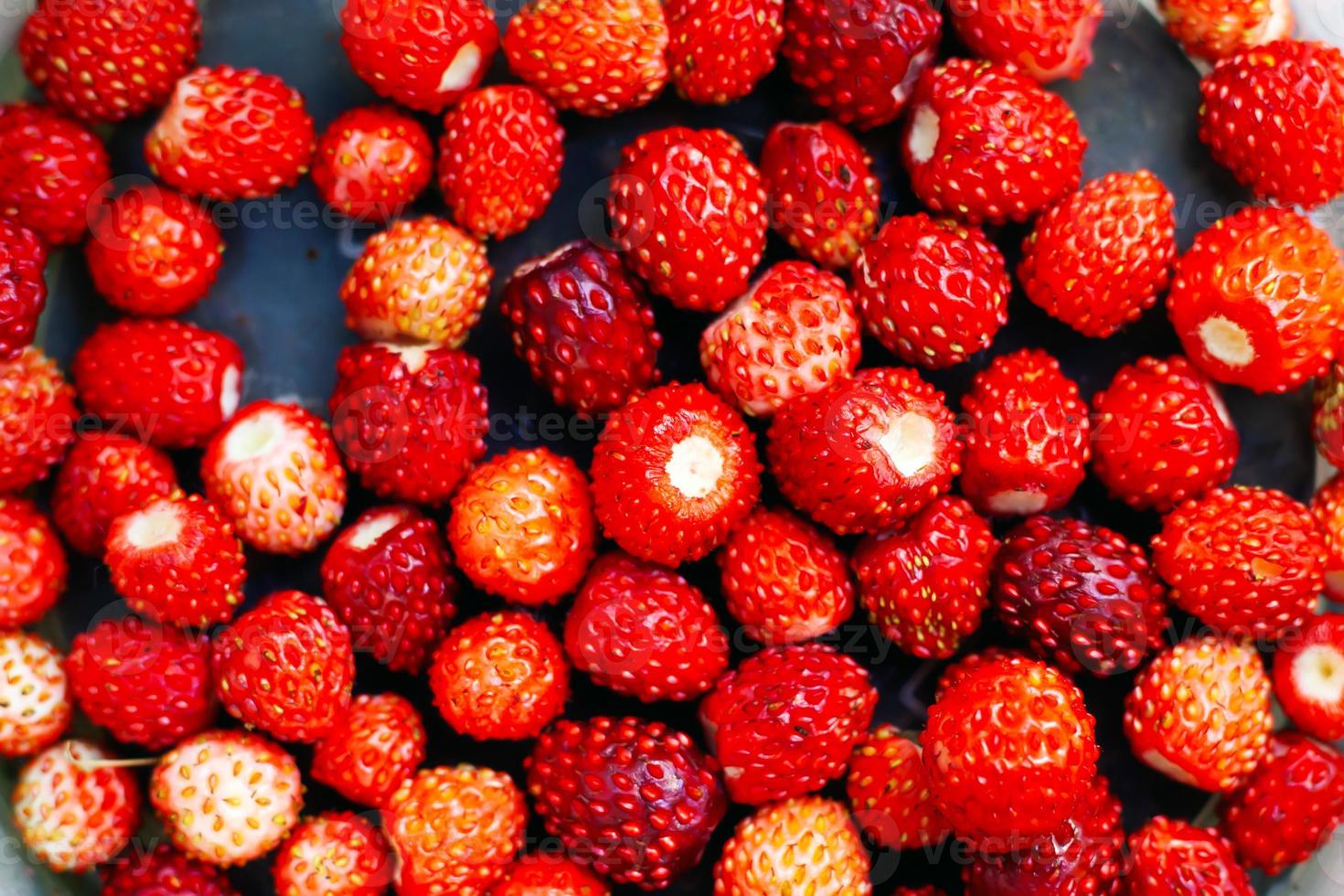 Baies de saison de la forêt, gros plan de fraises sauvages juteuses mûres rouges photo