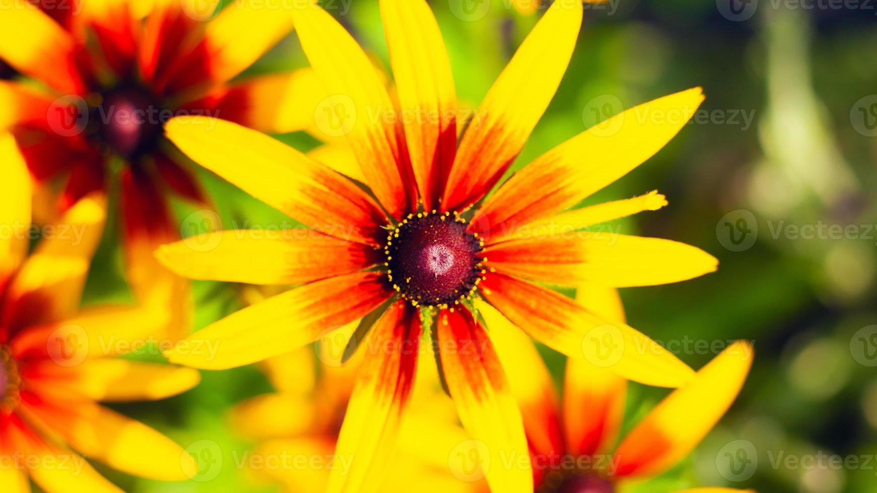 gros plan de chrysanthème, fleurs de printemps photo