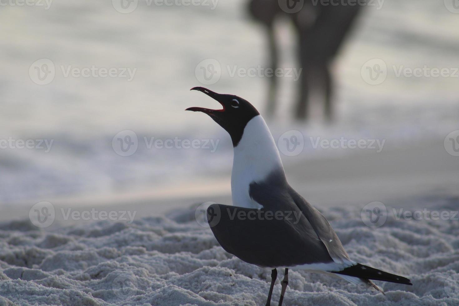 noir à tête mouette plage oiseau photo