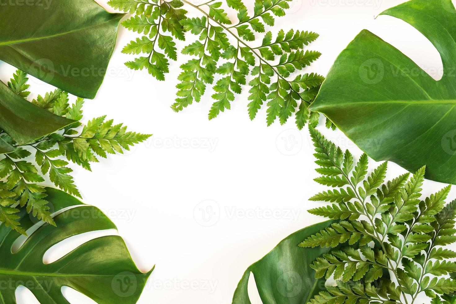 monstera et feuilles de fougère gisaient sur fond blanc photo