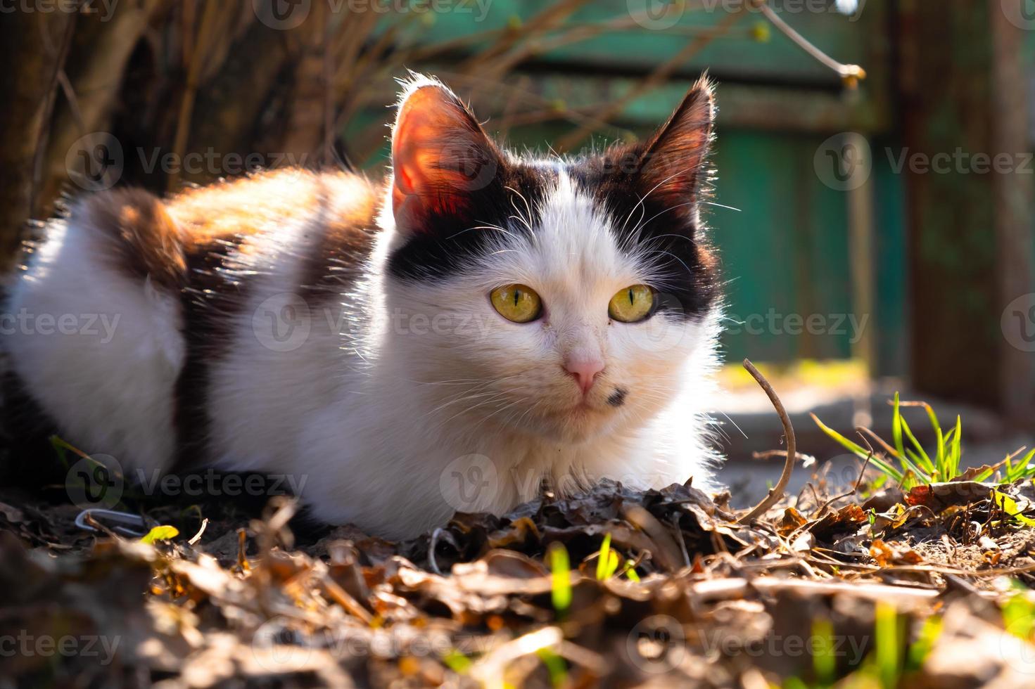 Chaton noir et blanc se prélassant au soleil du printemps photo