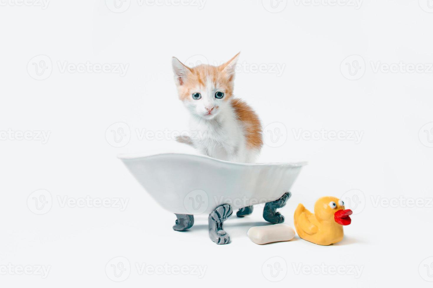 chaton orange et blanc dans une baignoire photo
