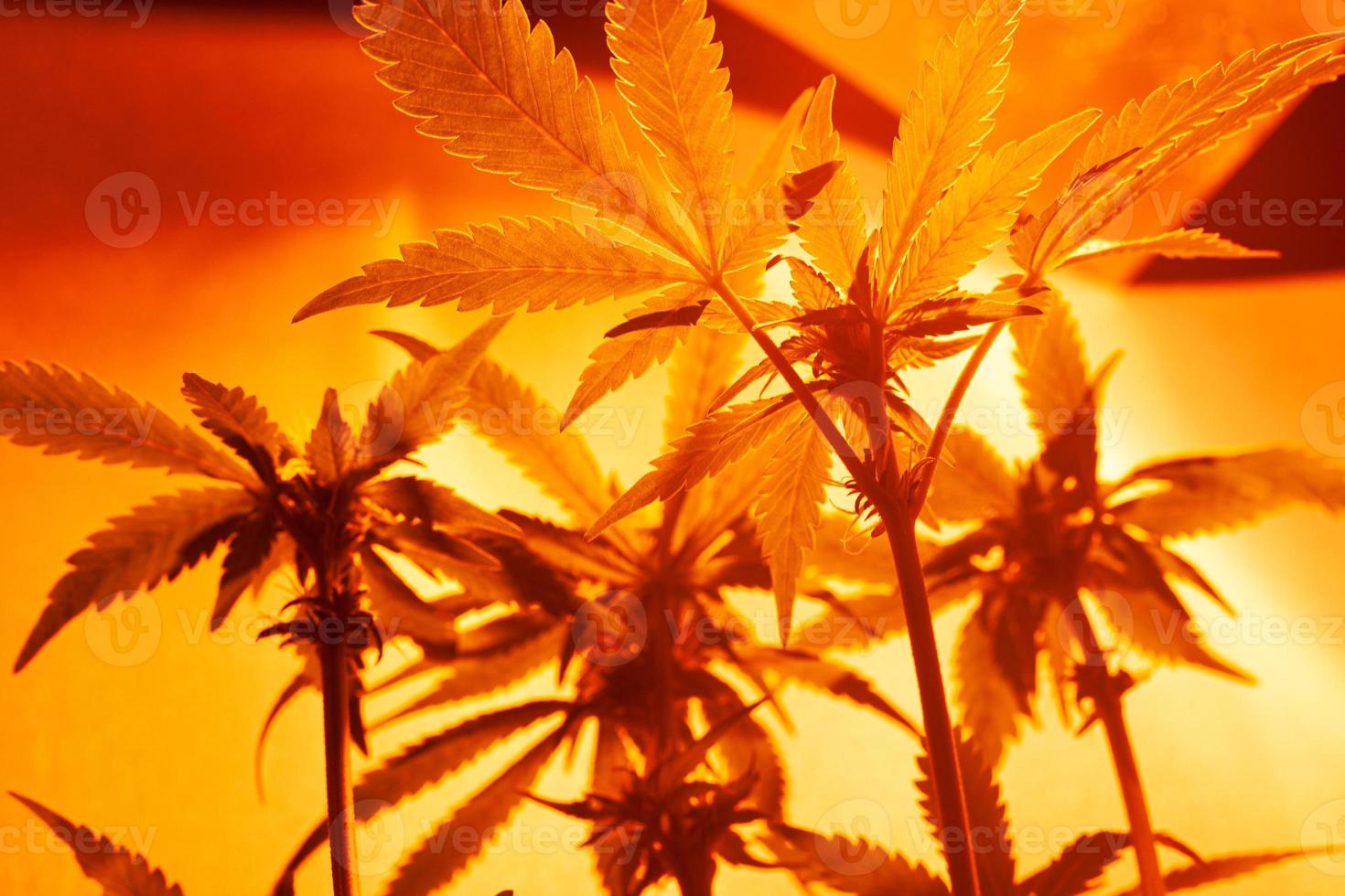 culture du cannabis en intérieur sous lampes artificielles photo