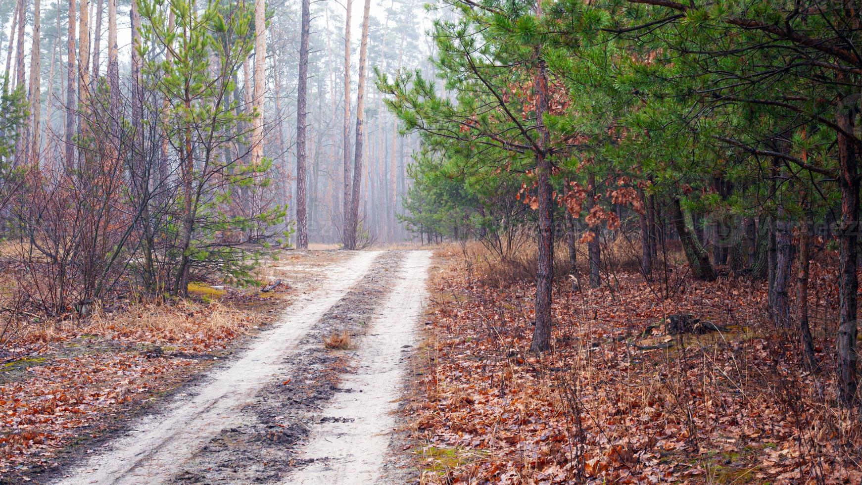 route dans une forêt matinale brumeuse photo
