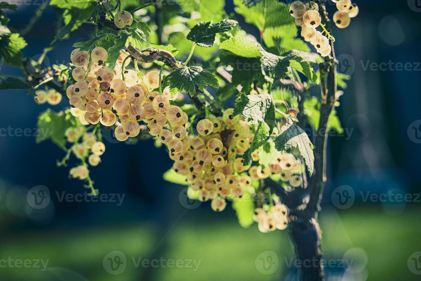 mûr blanc groseille dans une été jardin sur une buisson sur une été journée photo