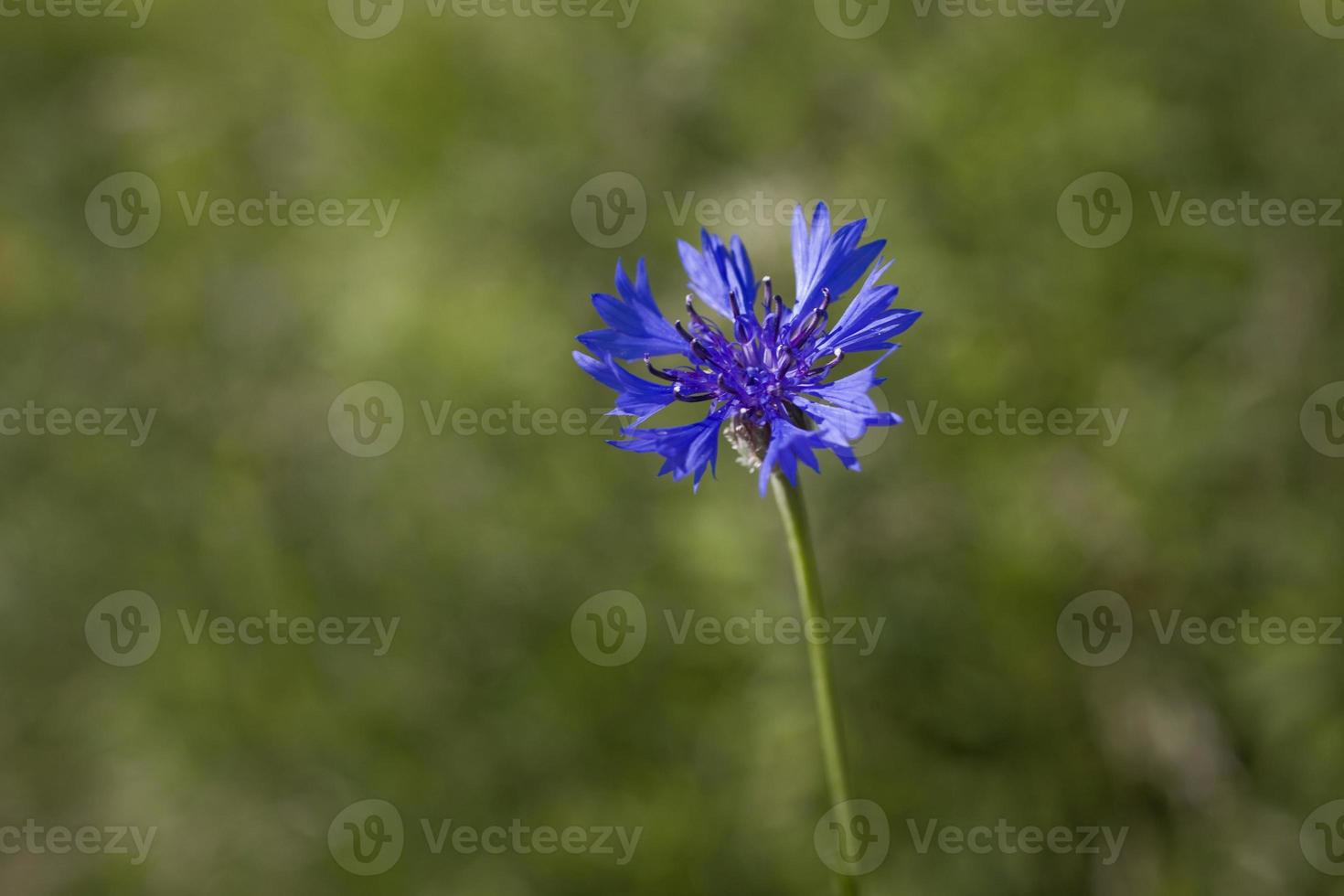 bleu bleuet sur une vert Prairie Contexte sur une été journée photo