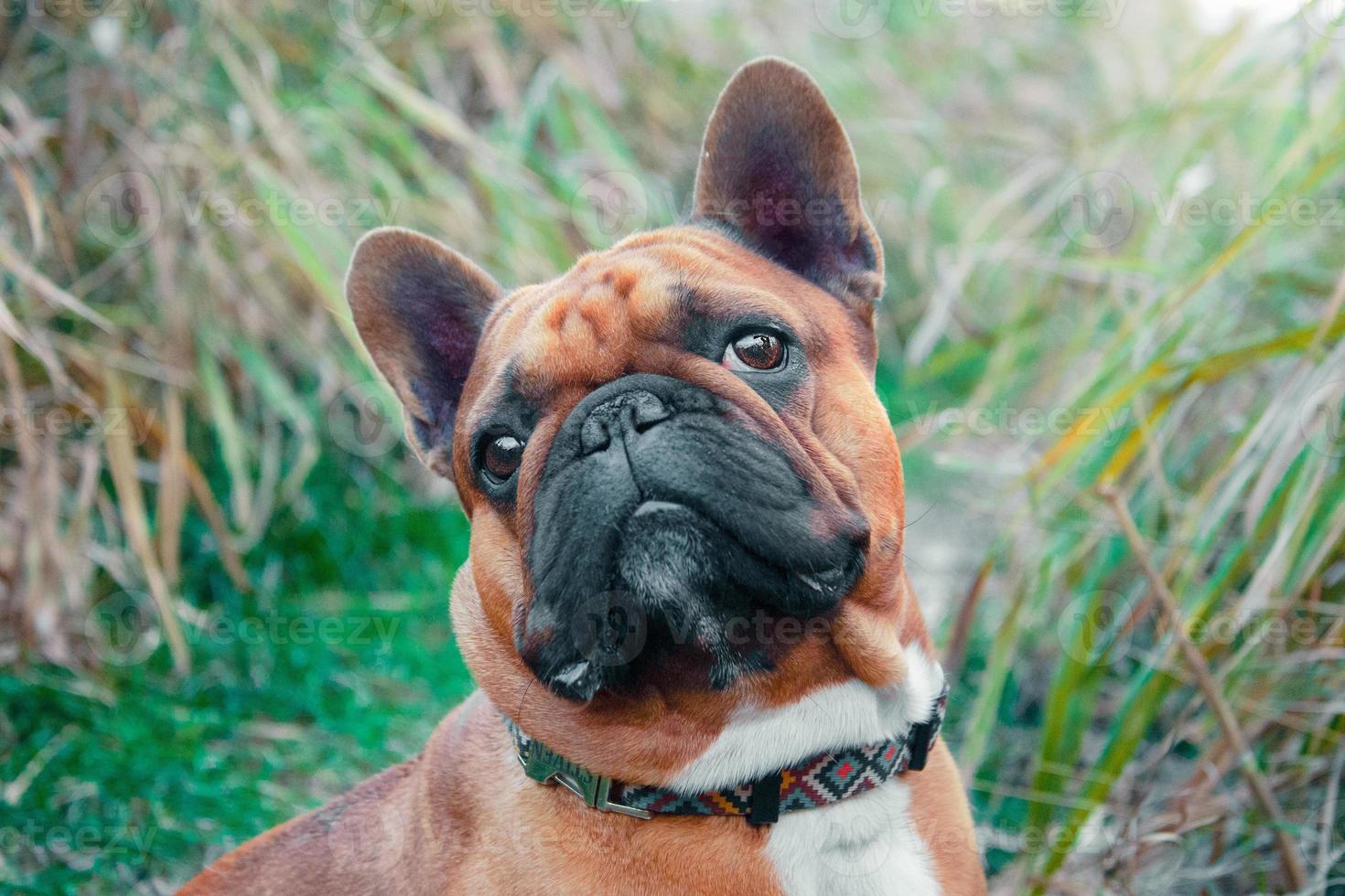 bouledogue français à l'extérieur photo