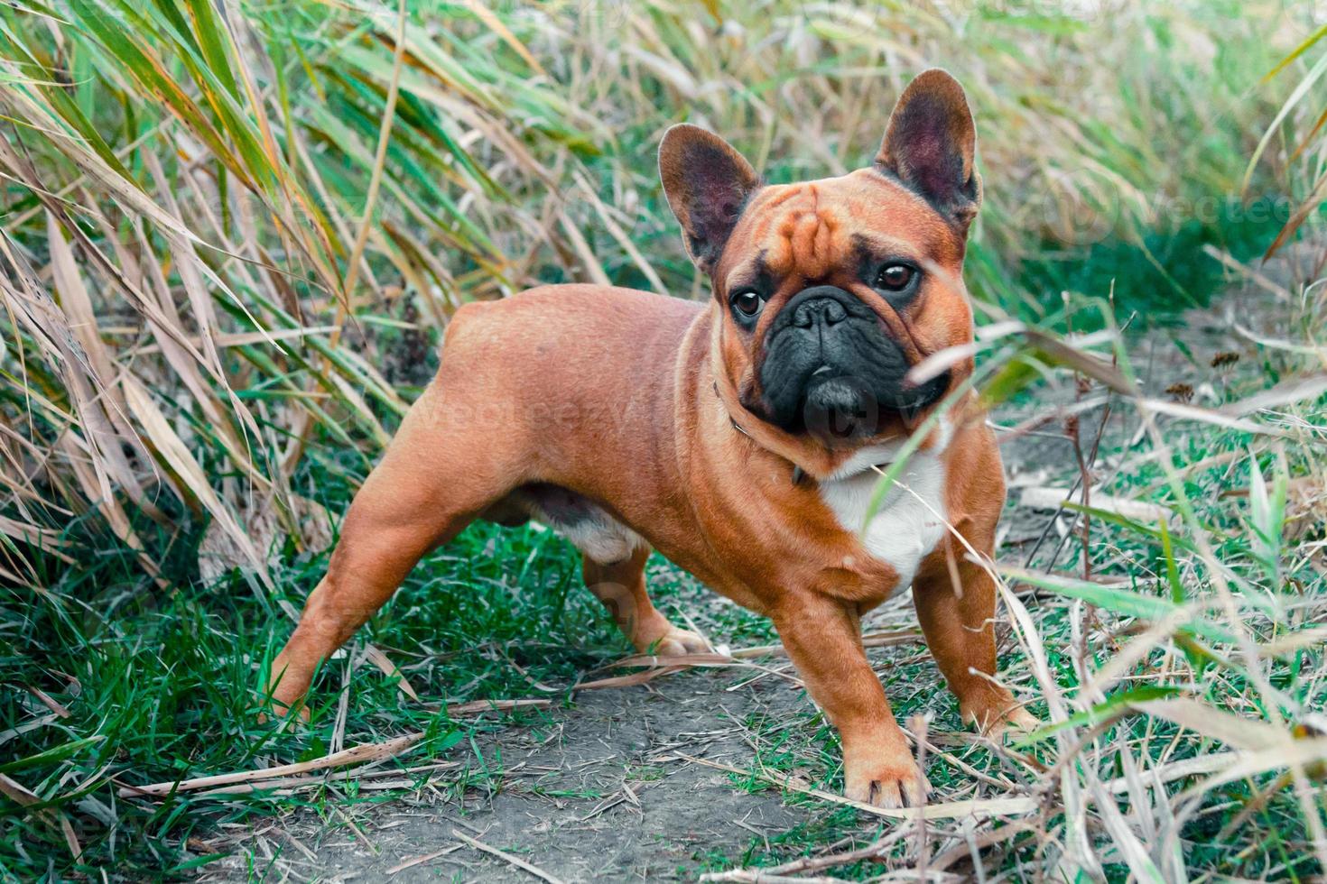 Vue d'un bouledogue français à l'extérieur photo