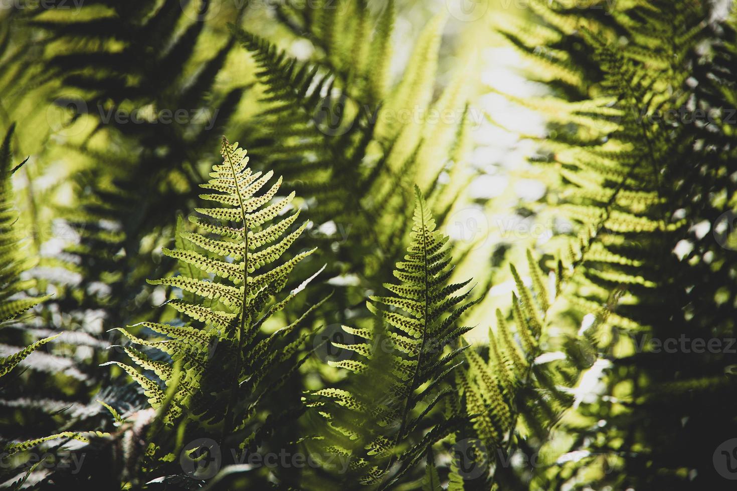 original vert fougère feuilles sur une foncé Contexte dans le forêt sur une été journée photo