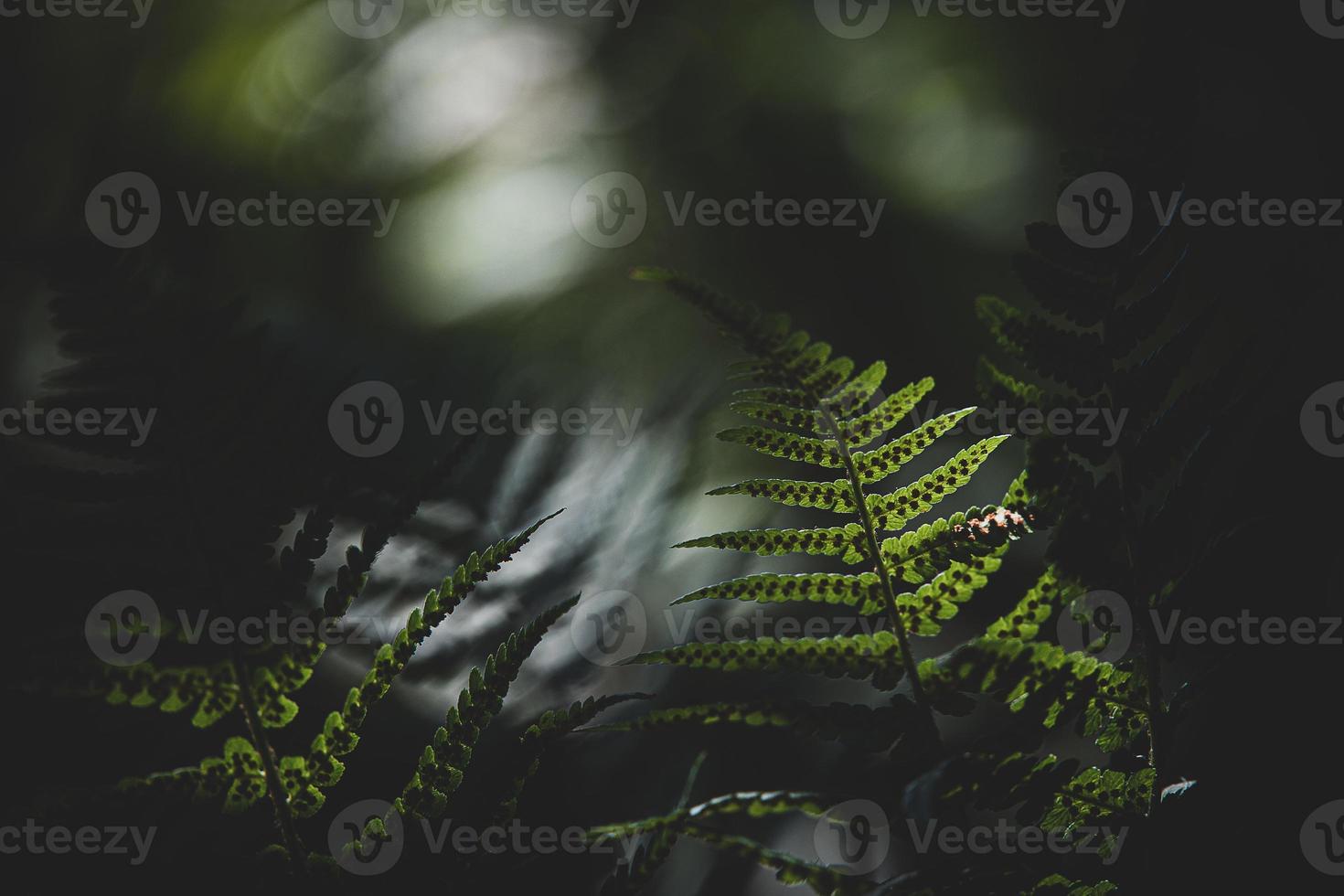 original vert fougère feuilles sur une foncé Contexte dans le forêt sur une été journée photo