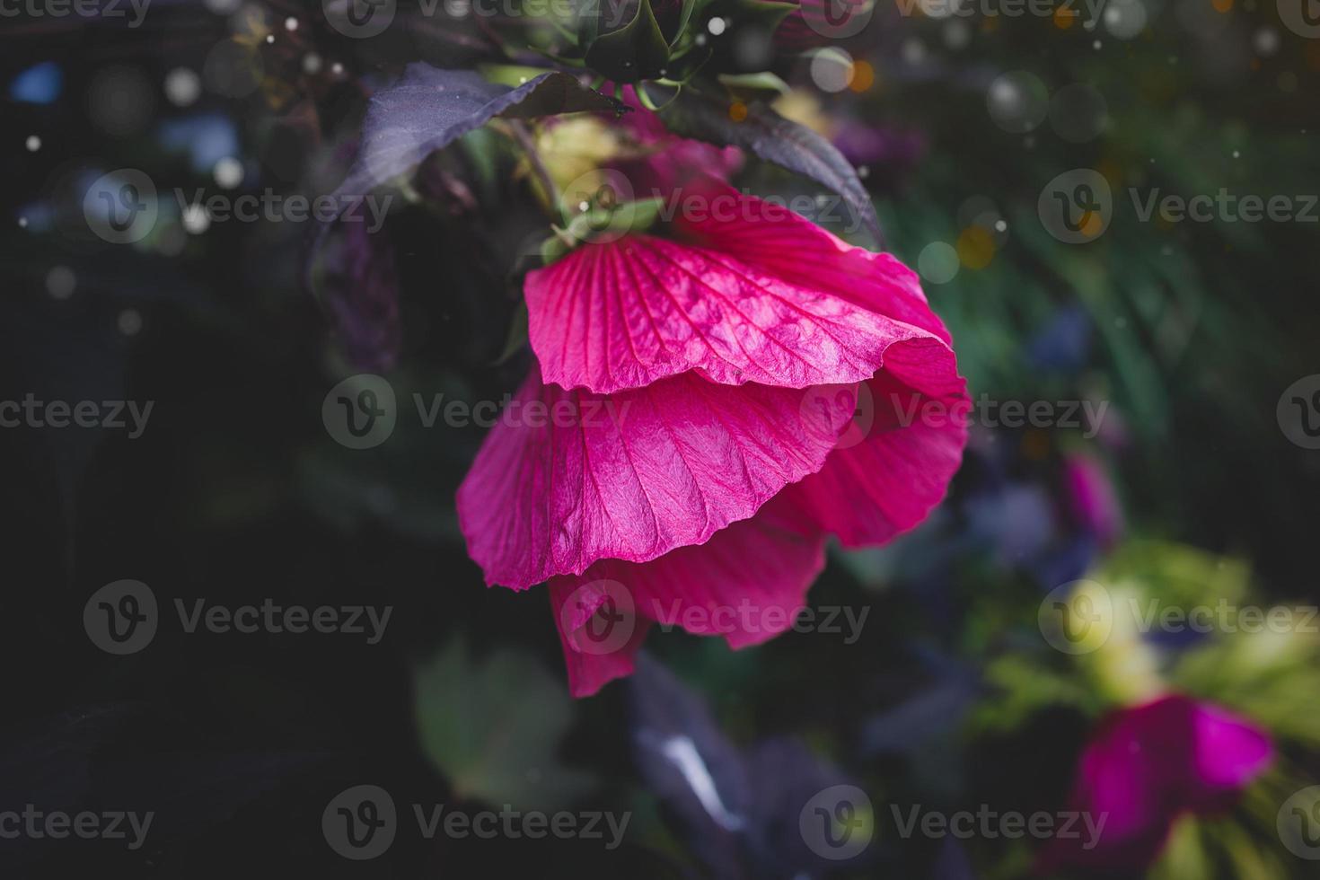 gros rose Naturel hibiscus fleur sur arbuste sur été journée photo