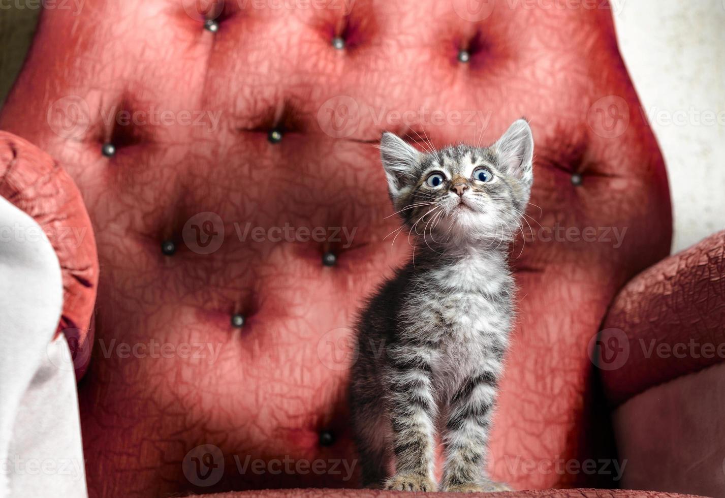 chaton sur une chaise rouge photo