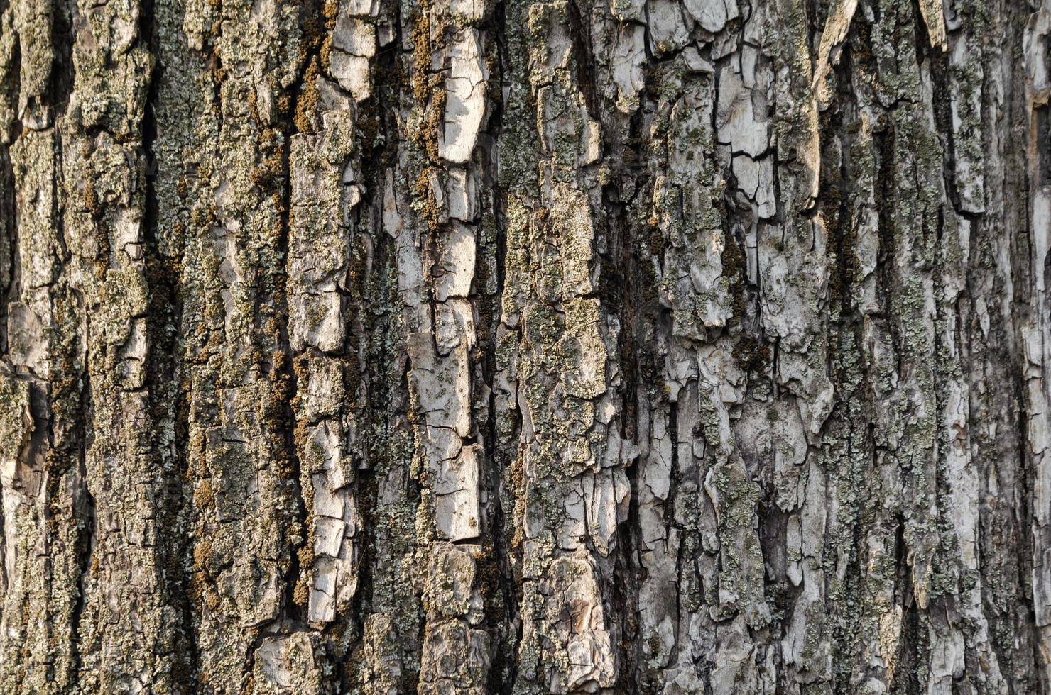 Gros plan de texture d'écorce d'arbre photo