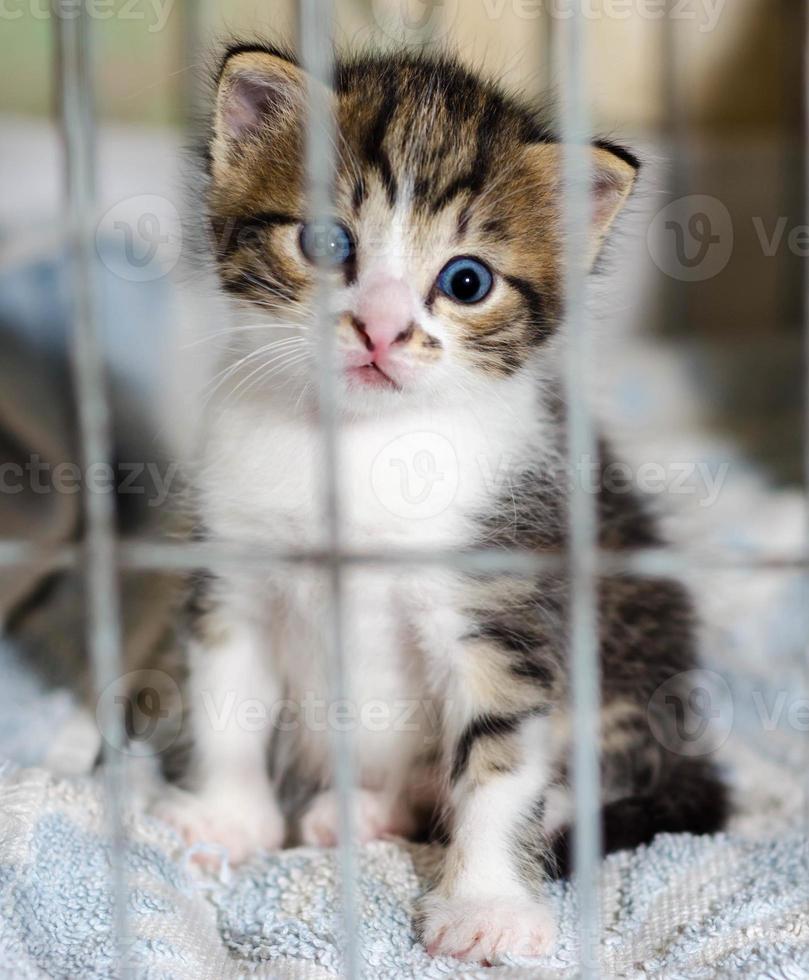 chaton dans une cage photo