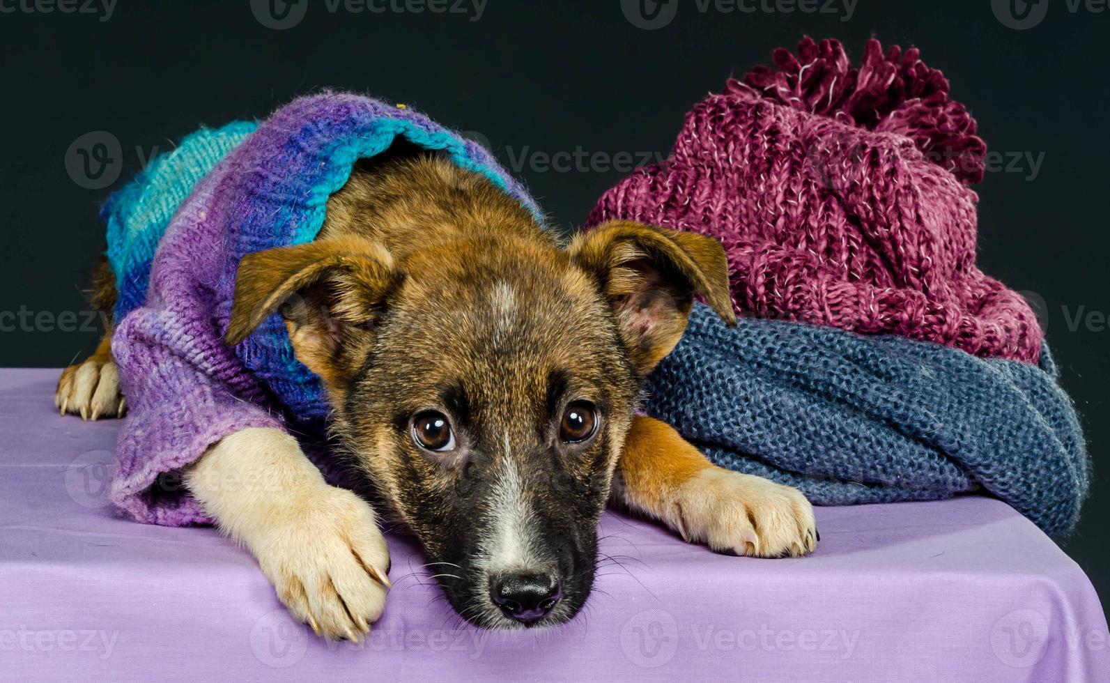 chiot avec un chiffon photo