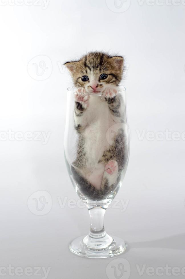 petit chaton dans un verre photo