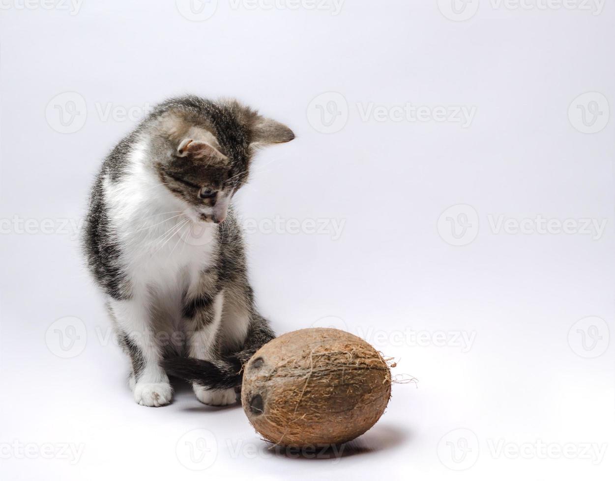 chaton et une noix de coco photo