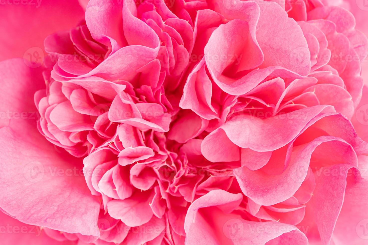 Plan macro d'un beau camélia rose photo