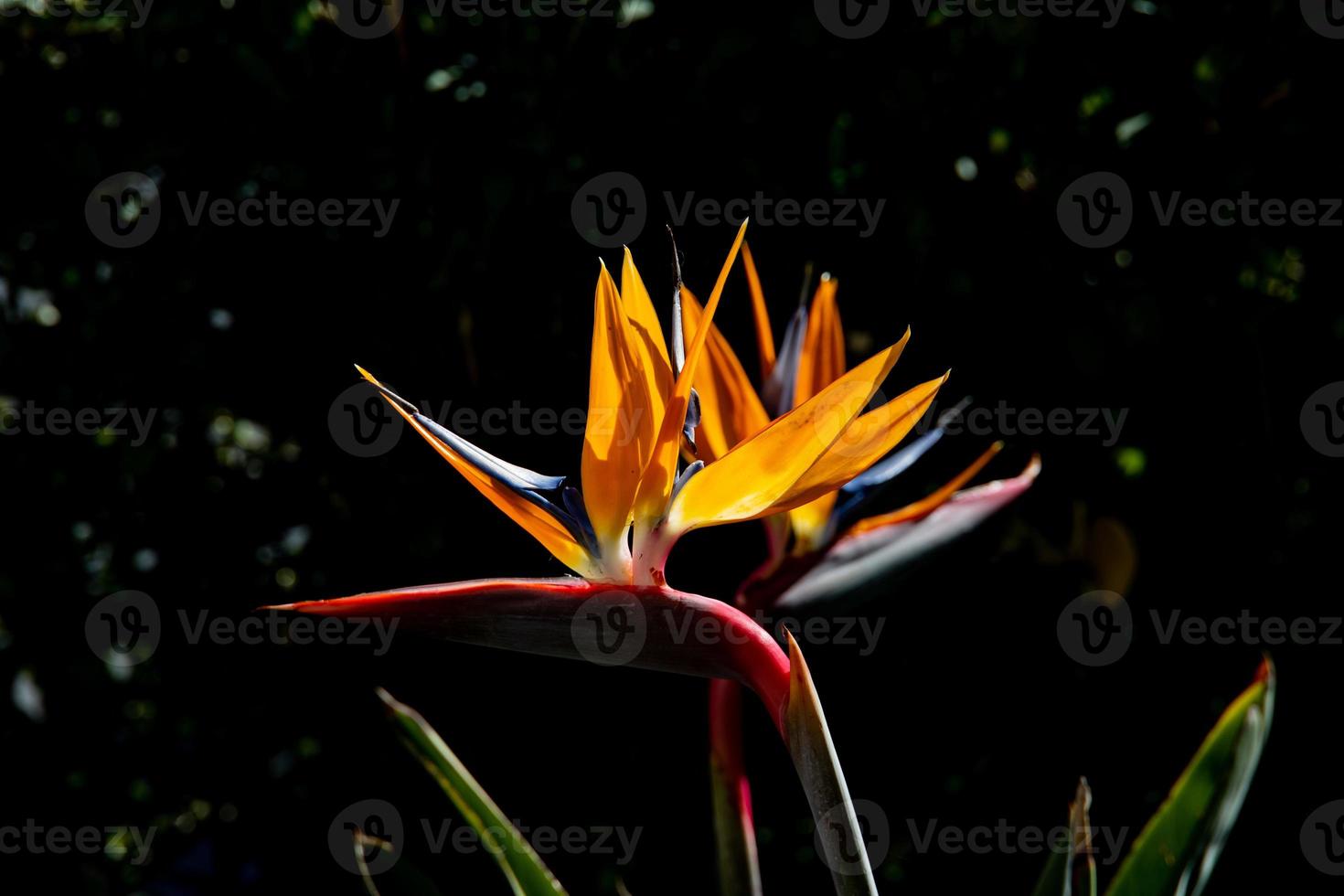 sterling dans chaud original lumière dans le été jardin fermer photo