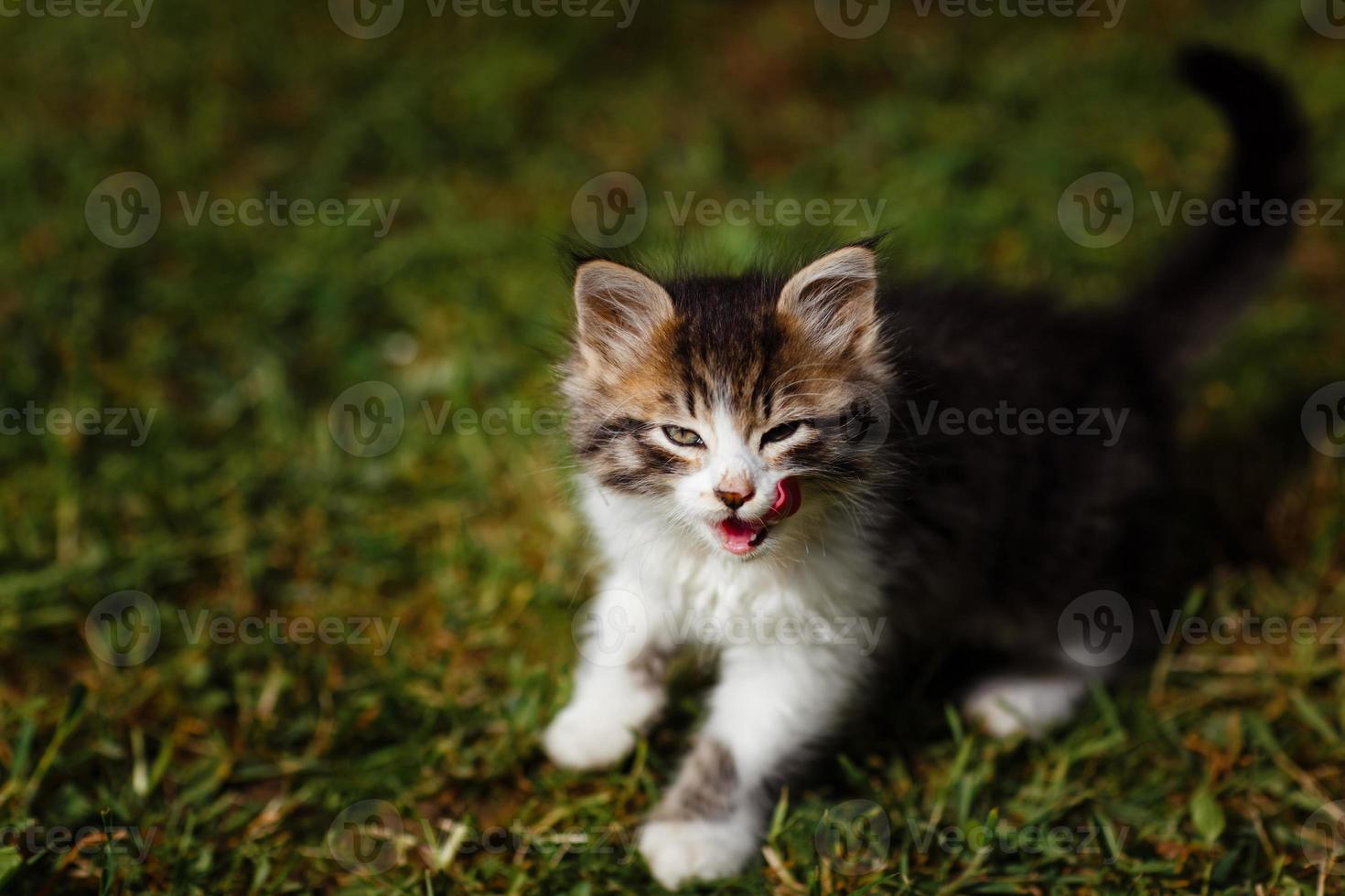 petit chaton ondulé lave son visage sur l'herbe du jardin. journée ensoleillée de printemps. photo