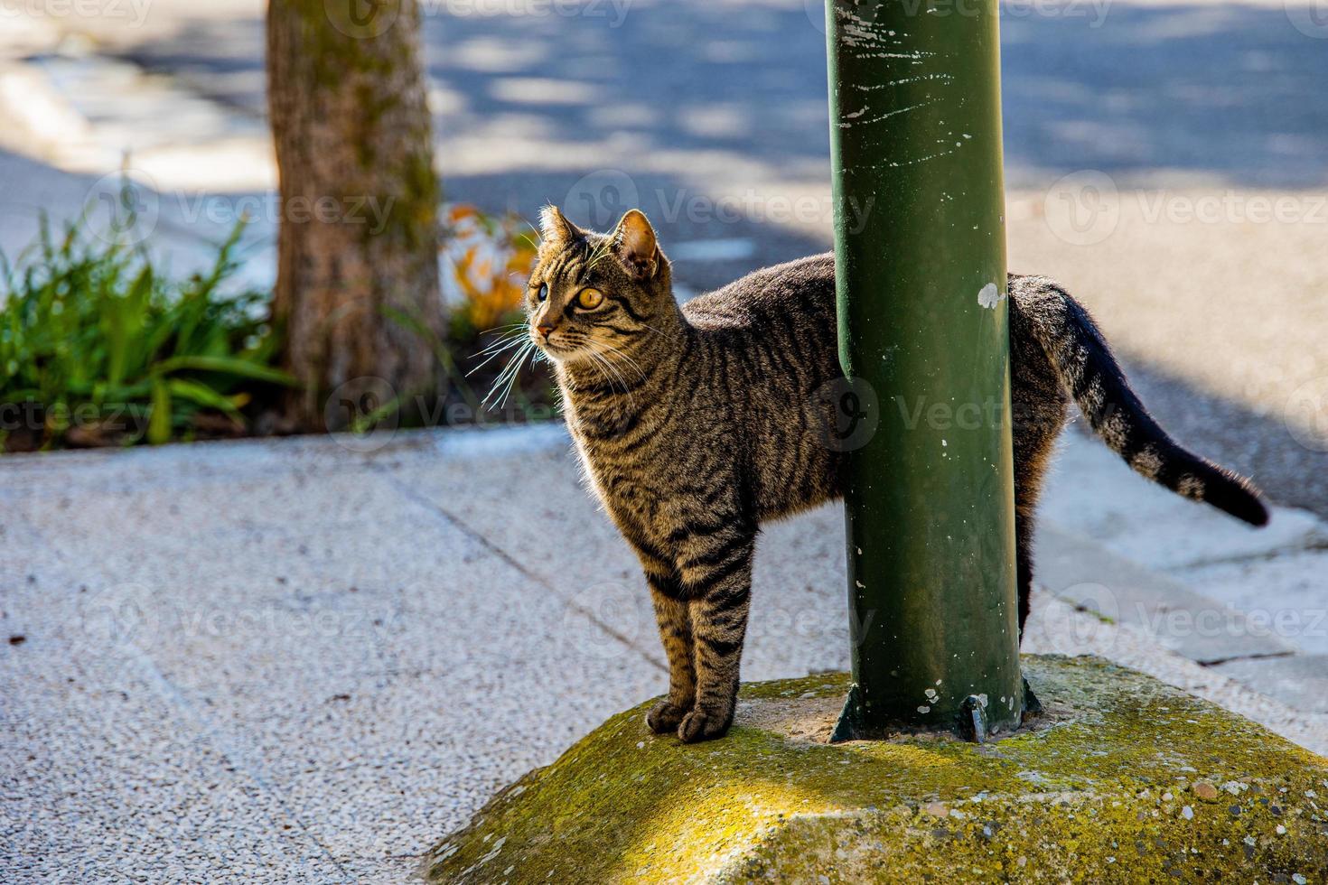 sans abri homme aveugle dans un œil gris tigré chat sur le rue photo