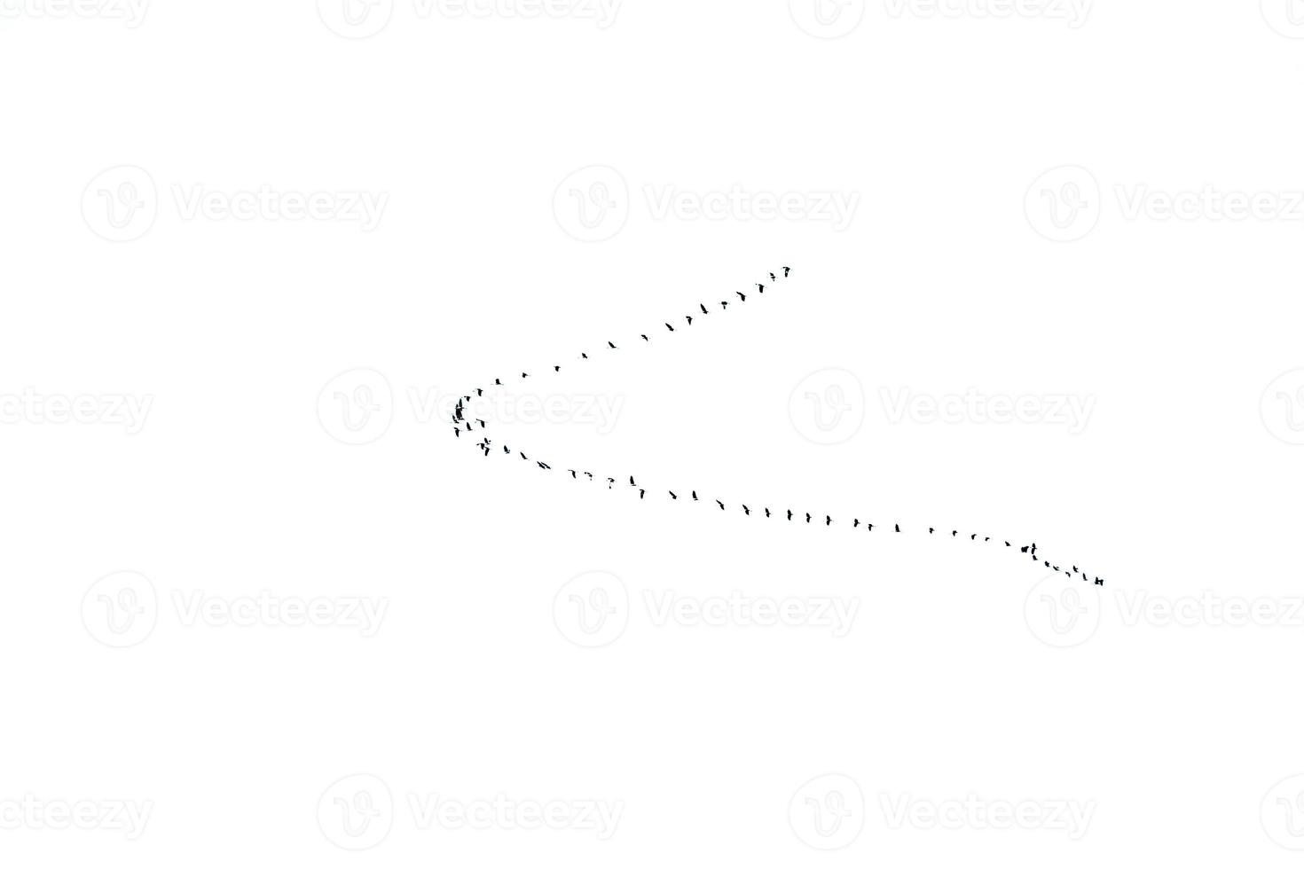 Contexte troupeau de noir des oiseaux dans le ciel sur une blanc Contexte texture pour ouvrages d'art photo
