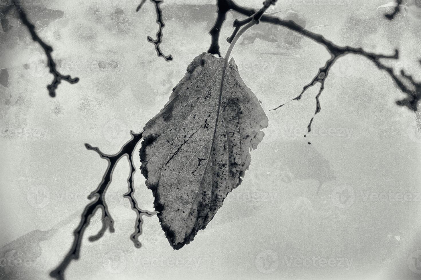 l'automne d'or feuilles sur une arbre sur une lumière Contexte photo