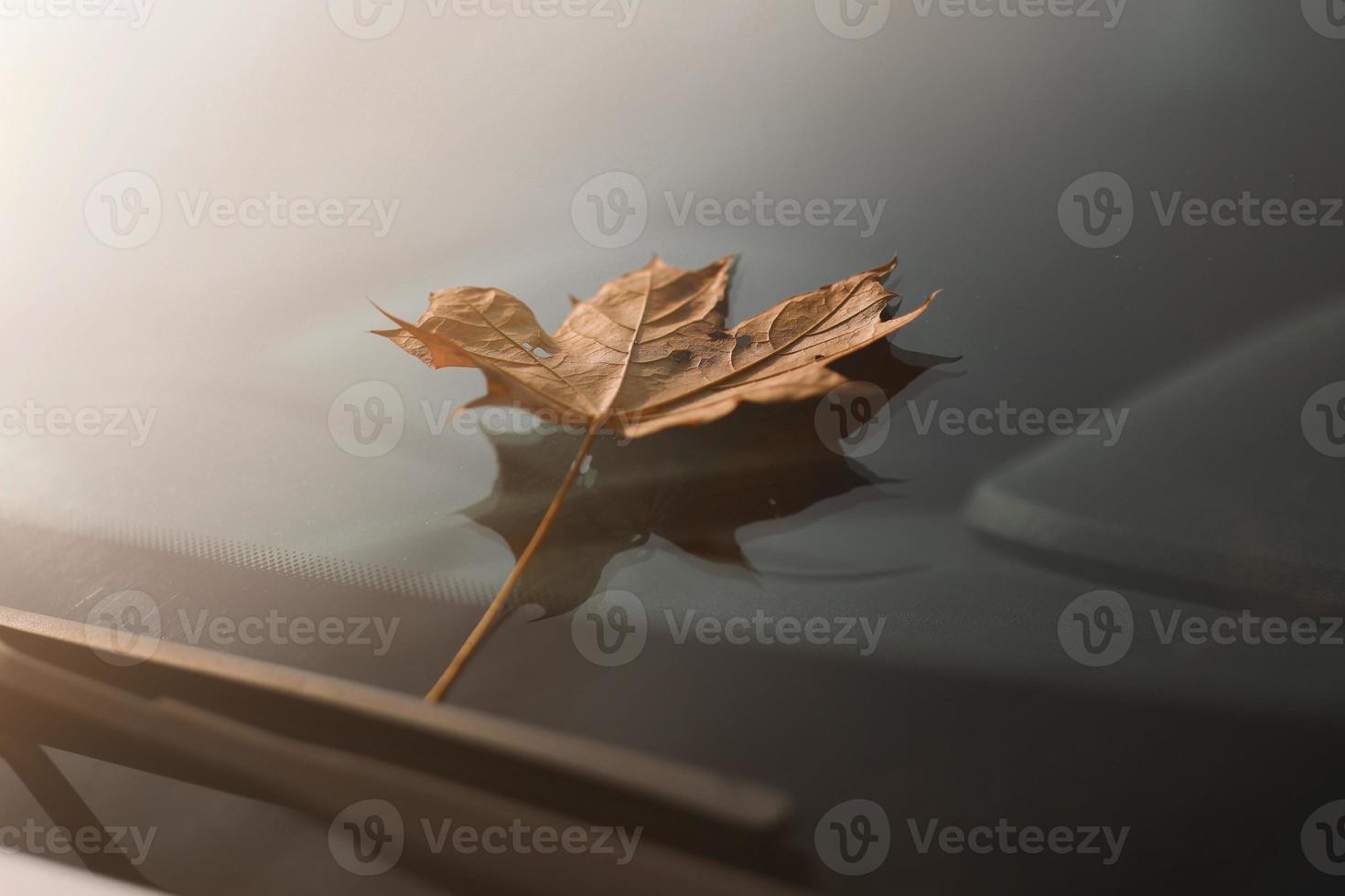 feuille d'automne sur un pare-brise de voiture. feuille d'érable jaune sur verre. photo