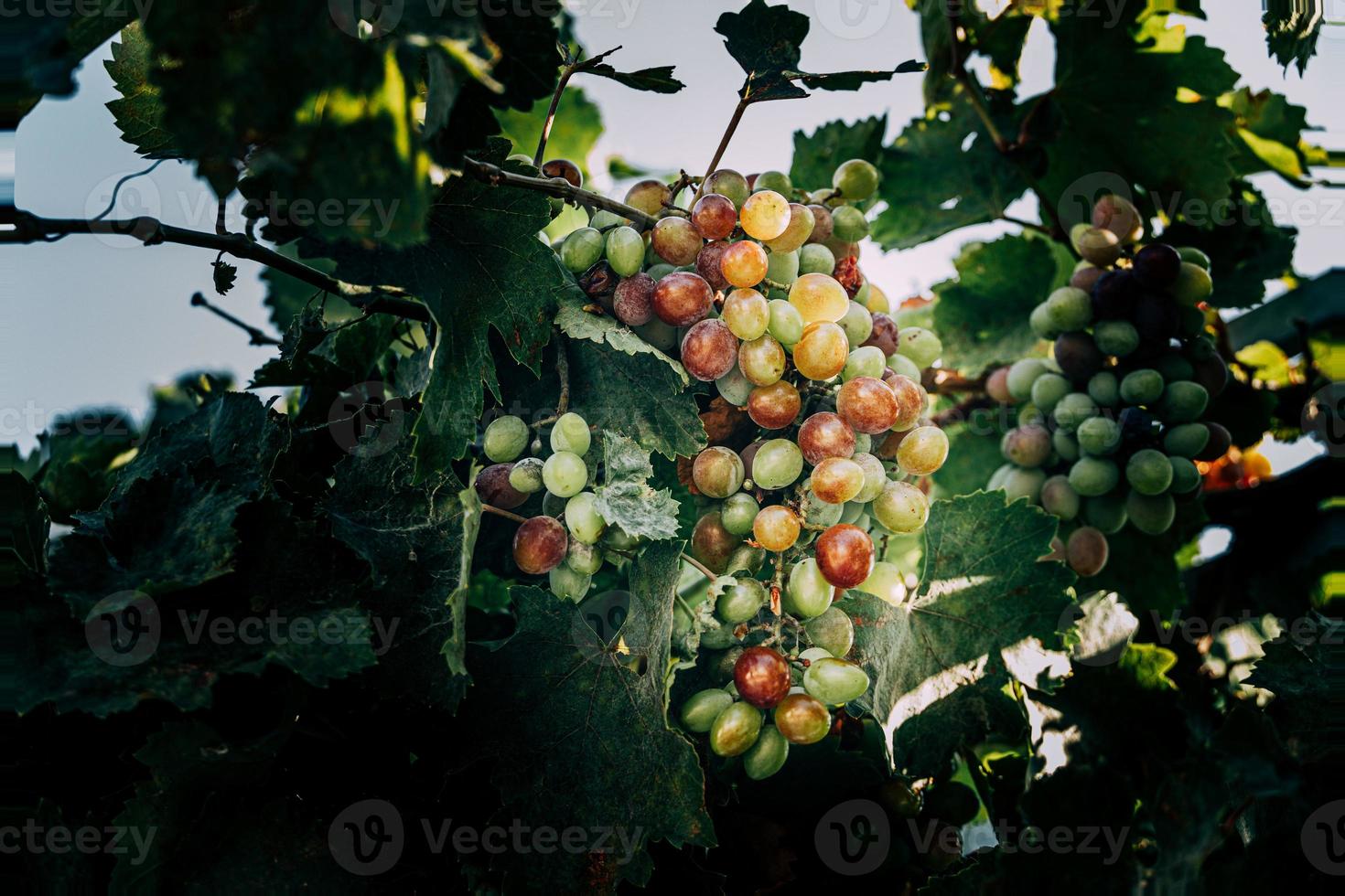 ombres de une maturité grain de raisin dans le jardin dans le chaud été Soleil fermer photo