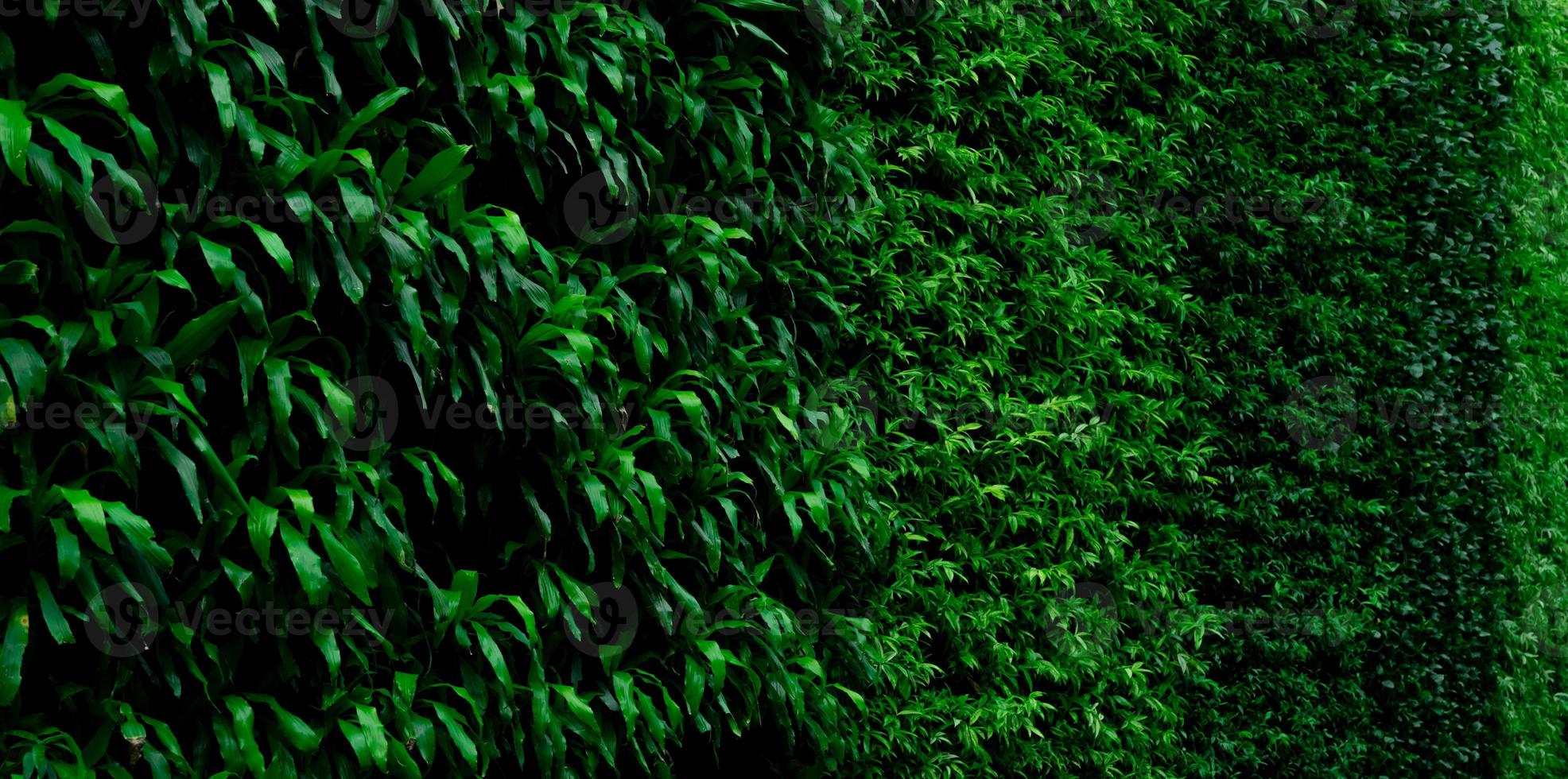 vert plante sur verticale jardin mur texture Contexte. durable vert des murs. vivant vert mur. éco amical mur couvert par végétation. vert herbe feuilles sur verticale jardin. la nature Contexte. photo