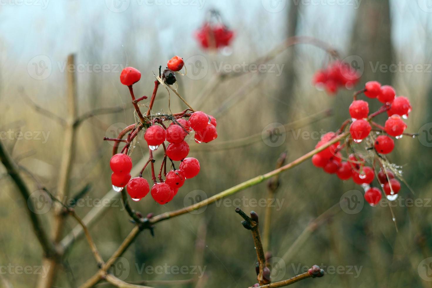rouge viorne baies avec gouttes de pluie, l'automne paysage photo
