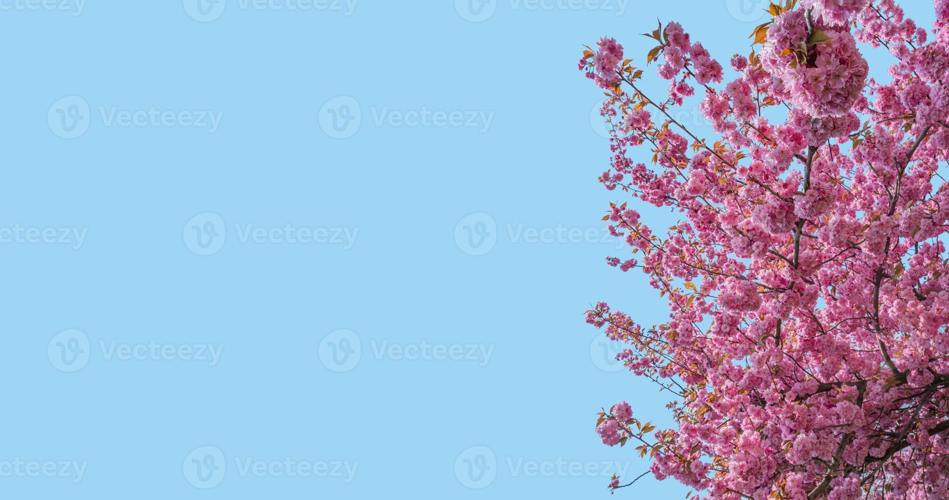 bannière avec magnifique rose et rosé Cerise fleurs à bleu ciel solide Contexte avec copie espace. concept printemps, renouvellement et Bonheur. photo