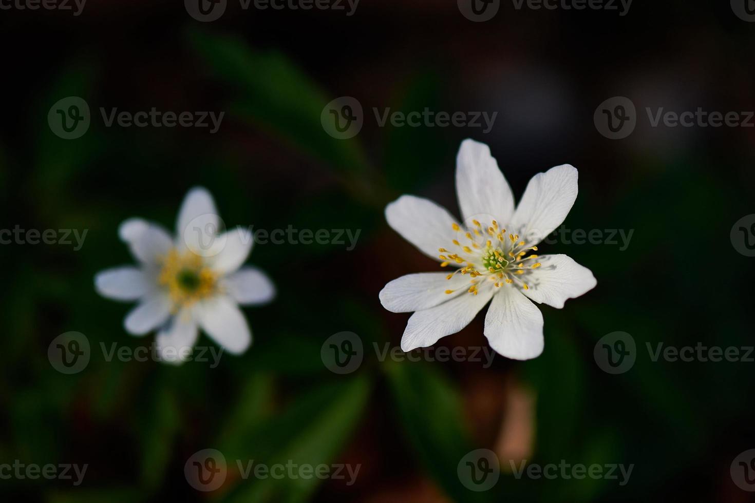 deux fleurs blanches sur fond sombre photo