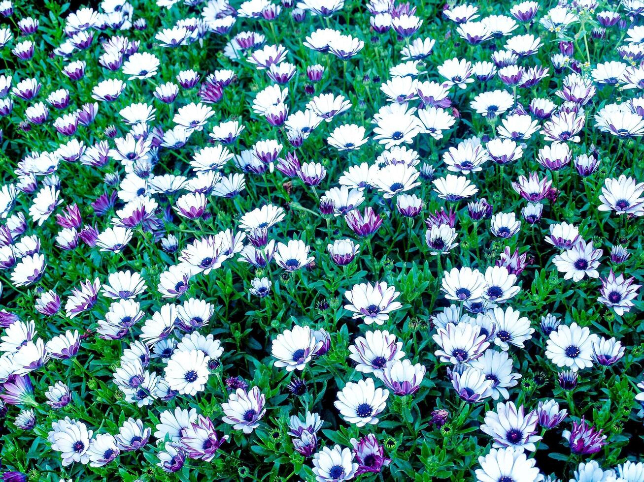 champ de marguerites violettes et blanches photo