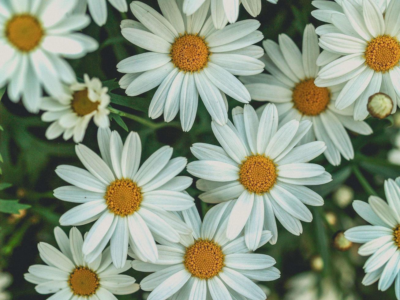 vue de dessus des marguerites blanches photo