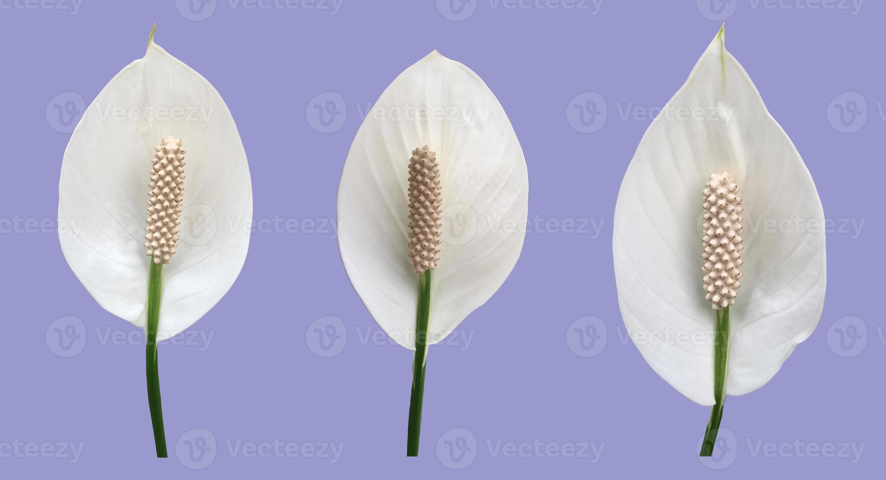 isolé blanc aracear fleur ou paix lis fleur avec coupure chemins. photo