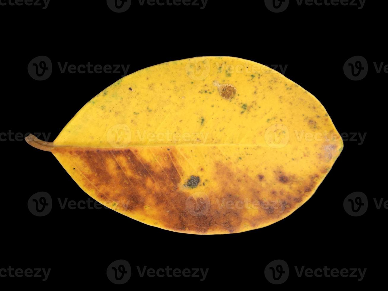 isolé vieux et séché feuilles de ficus benjamina avec coupure chemins. photo