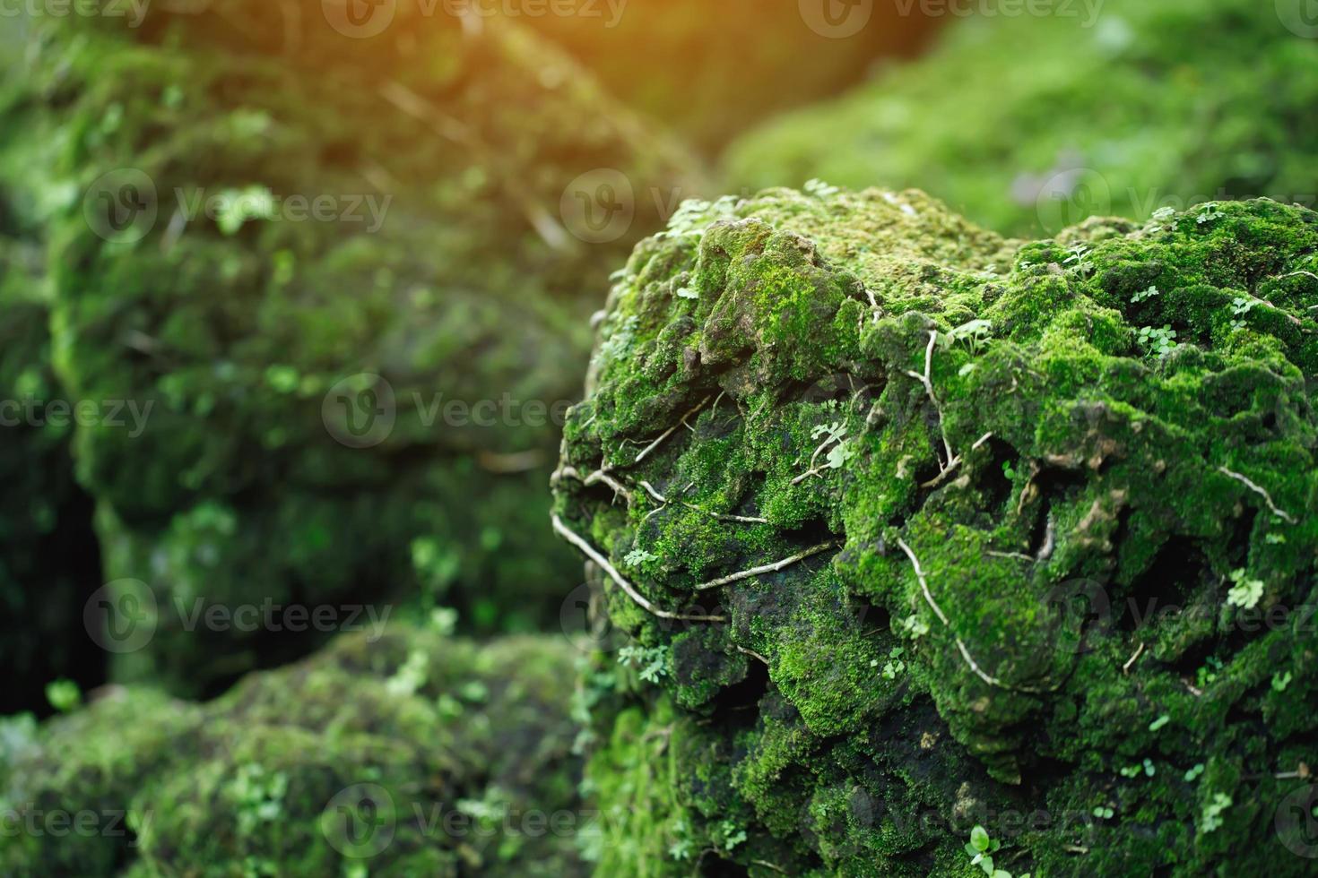 une belle mousse verte brillante a grandi sur les pierres brutes et sur le sol de la forêt. afficher avec vue macro. roches pleines de texture de mousse dans la nature pour le papier peint. mise au point douce. photo
