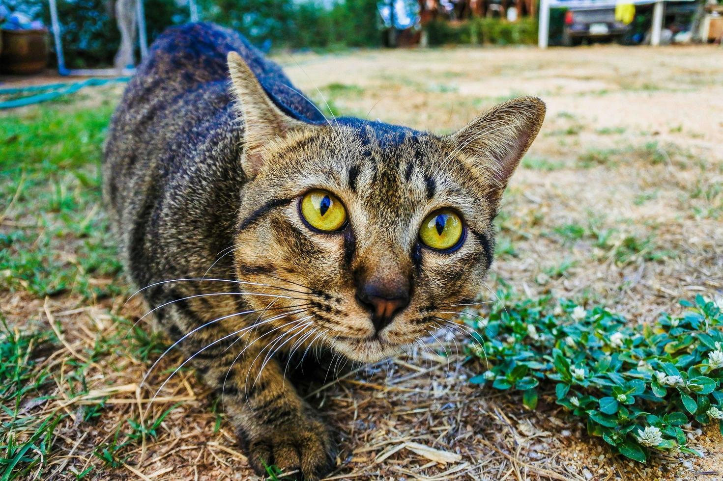 gros plan, de, a, chat dehors photo