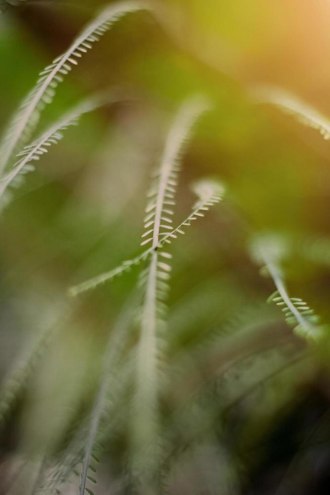 peu herbe fleurs de sec champ dans forêt Prairie et sauvage herbes avec Naturel lumière de le coucher du soleil photo