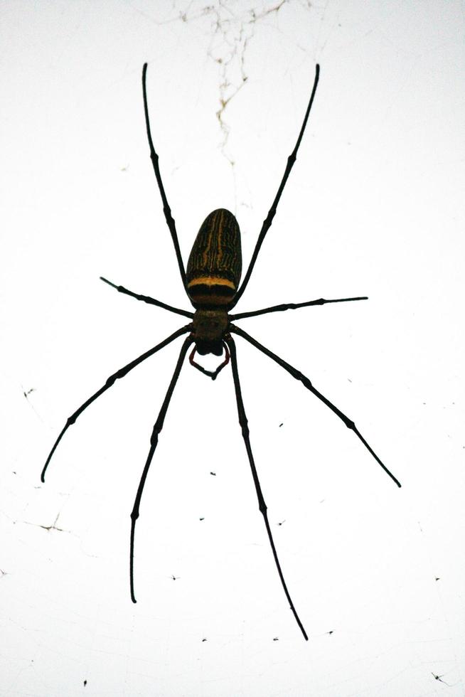 araignée sur araignée la toile avec Naturel vert arrière-plan.argiope Bruennichi araignée photo