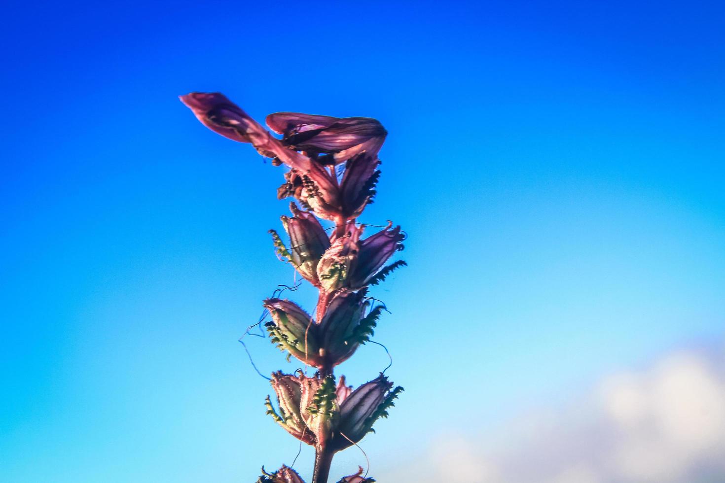 silhouette d'or lumière avec flou sauvage fleurs dans le coucher du soleil fleur avec bleu ciel dans forêt. photo