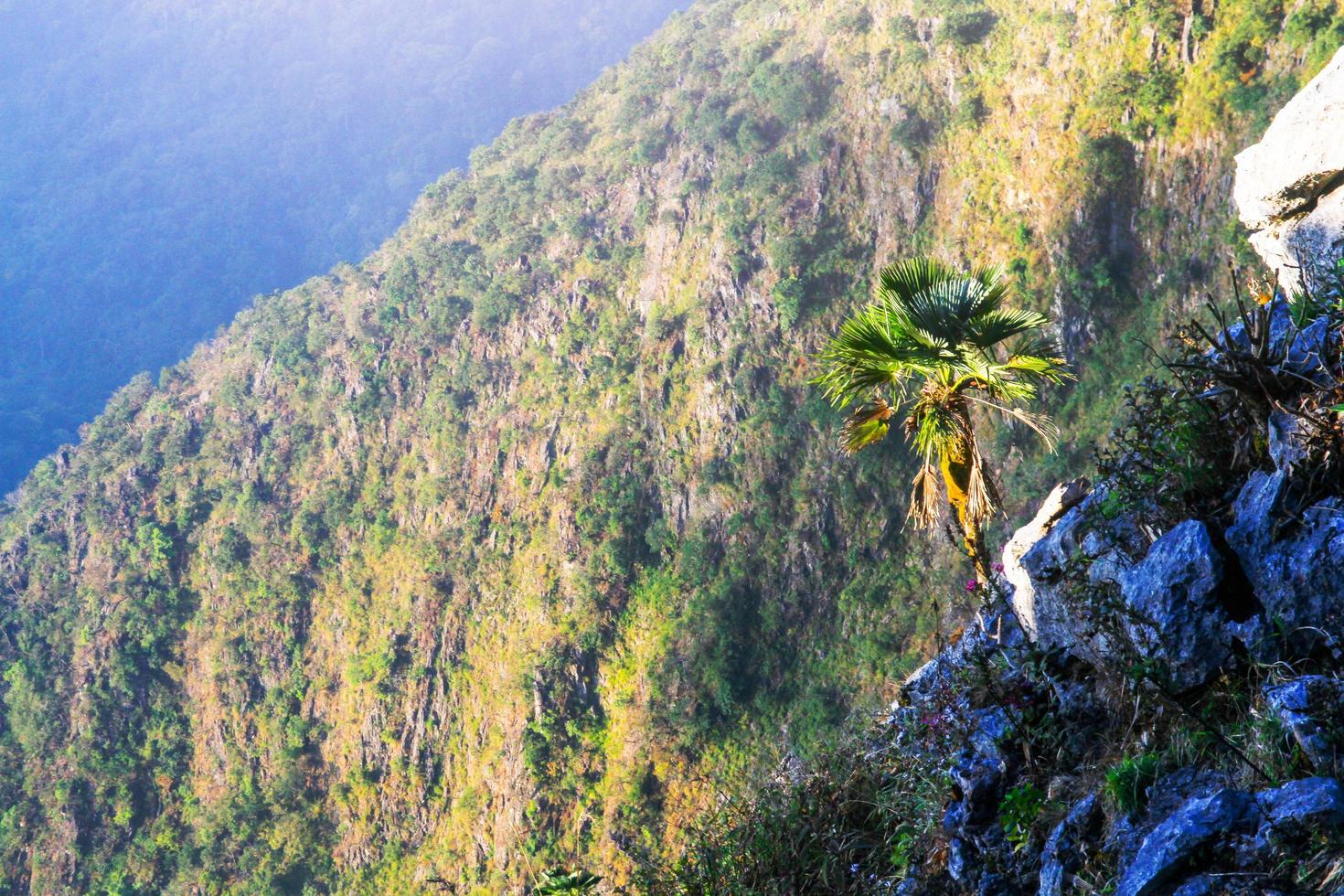 lever du soleil dans Matin avec paume arbre sur le Roche de Montagne. rayon du soleil avec brouillard et brouillard couverture le jungle colline dans Thaïlande photo