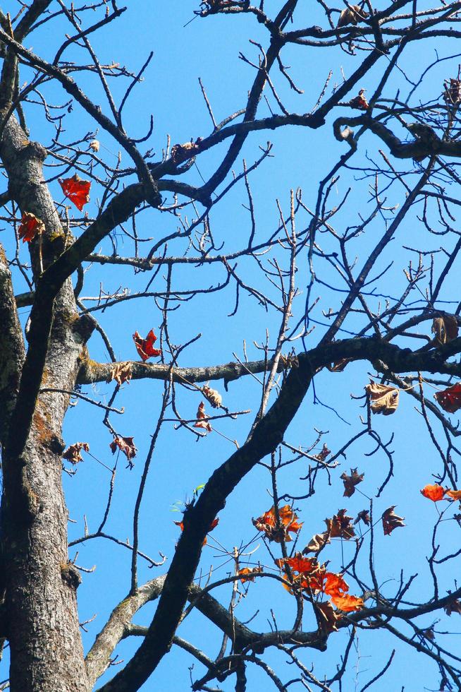 silhouette sec arbre branche contre bleu ciel dans forêt sur le Montagne photo