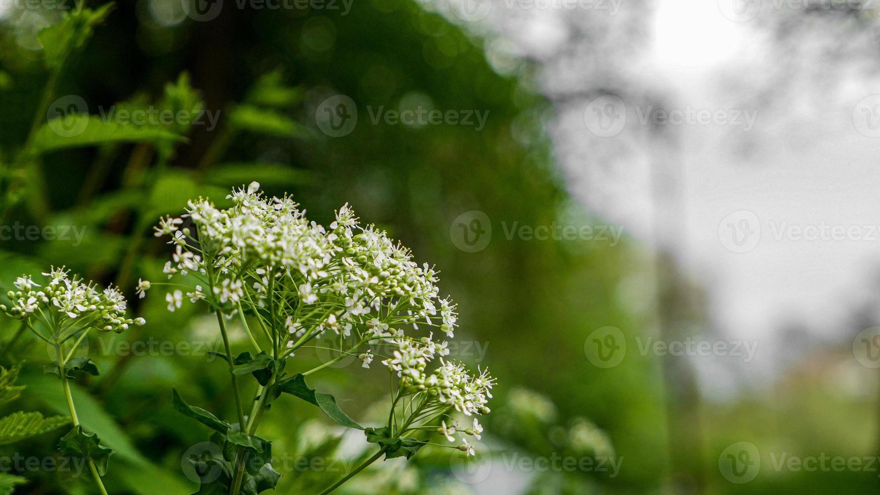 belles fleurs dans le jardin photo