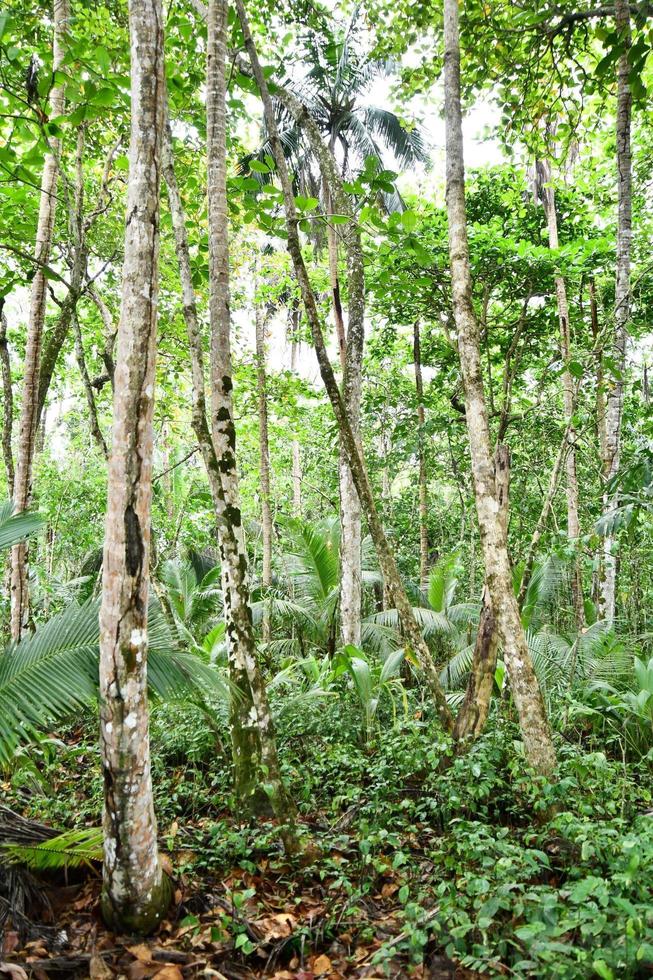 Contexte avec des arbres photo